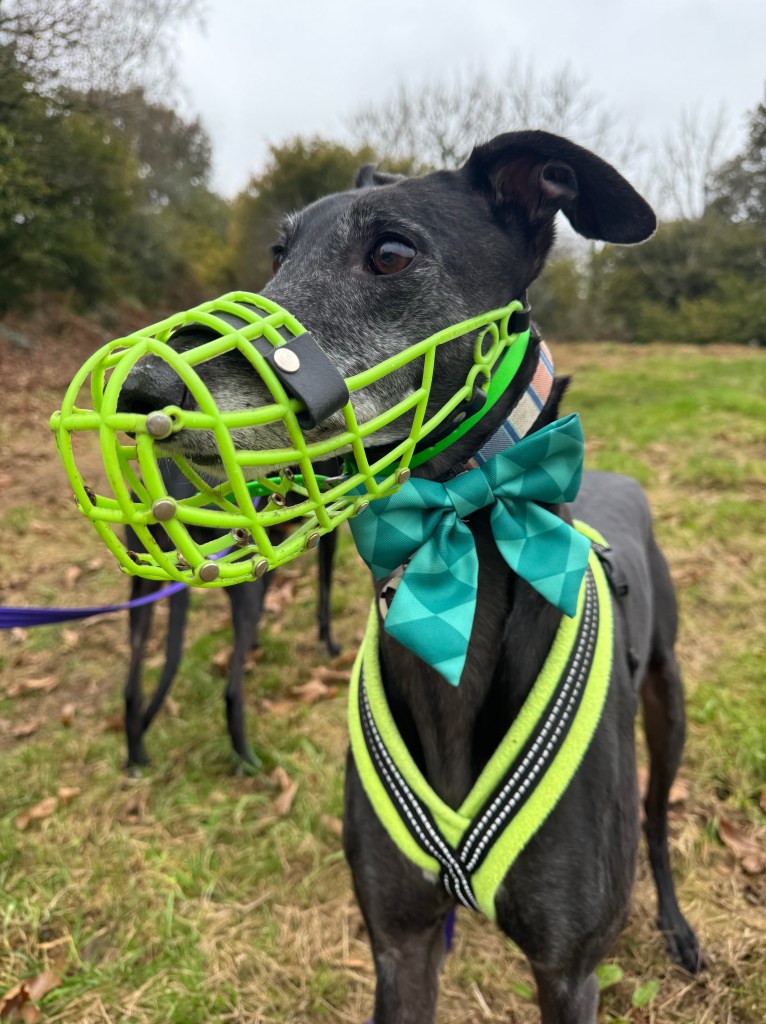 Black greyhound wearing a high-vis yellow muzzle and harness, along with a green bow